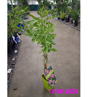Rosa (K) 'Veilchenblau' RP 1,6 L
